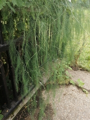 Asparagus officinalis