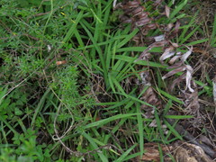 Melasphaerula graminea