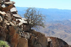 Portulacaria fruticulosa