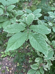 Syringa × henryi