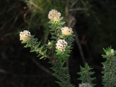 Phylica strigosa