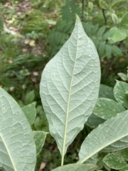 Syringa × henryi