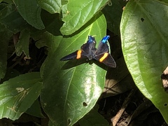 Ancyluris inca