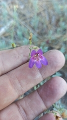 Penstemon californicus