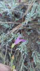 Penstemon californicus