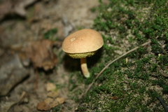 Boletellus chrysenteroides