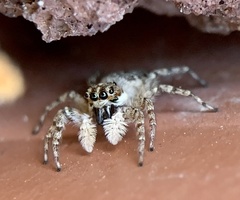 Menemerus semilimbatus