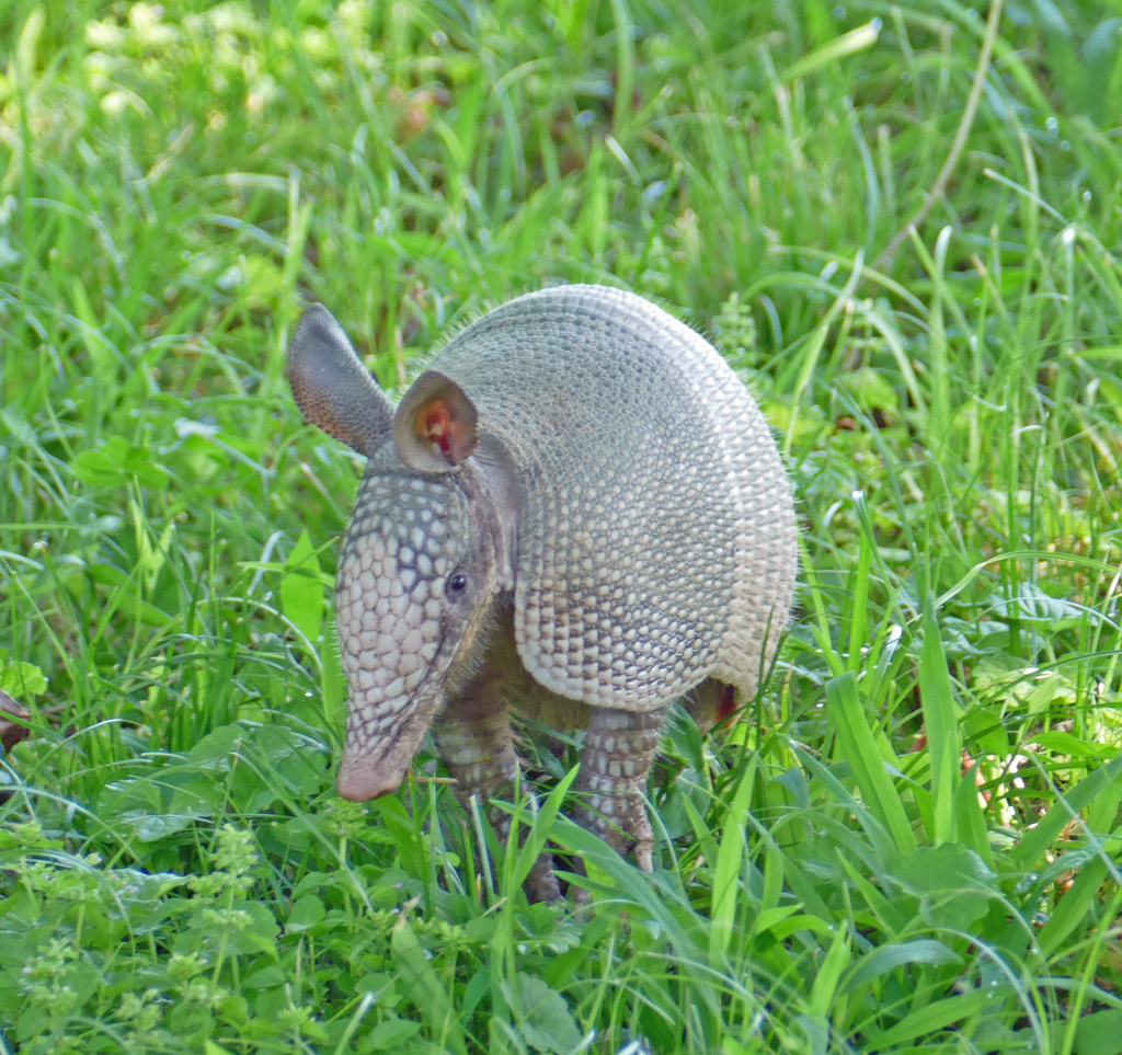 Nine-banded Armadillo from Carroll County, GA, USA on July 15, 2021 at ...