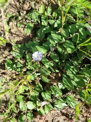 Evolvulus rotundifolius