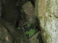 Wimmerella pygmaea