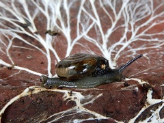 Macrochlamys indica