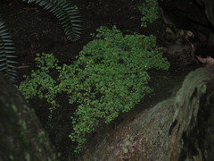 Wimmerella pygmaea