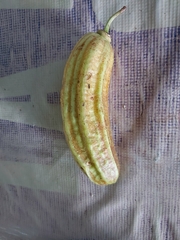 Parmentiera aculeata