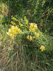 Linaria biebersteinii