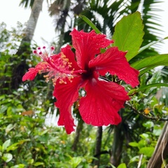 Hibiscus × archeri