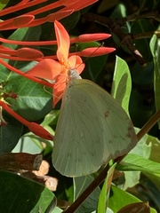 Aphrissa boisduvalii