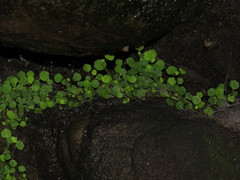 Wimmerella pygmaea