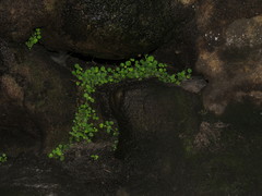 Wimmerella pygmaea