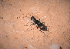 Cicindela schauppii