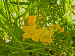 Hypericum scouleri