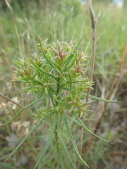 Galatella linosyris