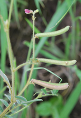 Tephrosia pumila pumila