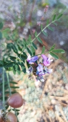 Astragalus palmeri