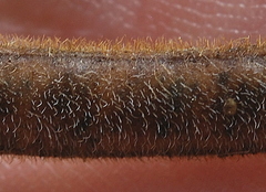 Tephrosia pumila pumila