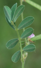 Tephrosia pumila pumila