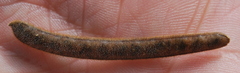Tephrosia pumila pumila