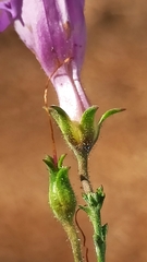Penstemon californicus