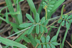 Tephrosia pumila pumila