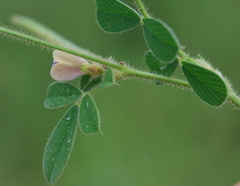 Tephrosia pumila pumila