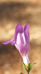 Penstemon californicus