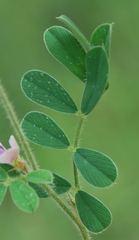Tephrosia pumila pumila