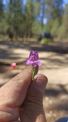 Penstemon californicus