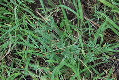 Tephrosia pumila pumila