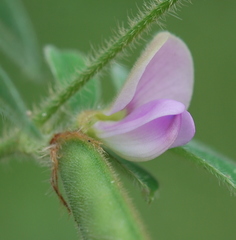 Tephrosia pumila pumila