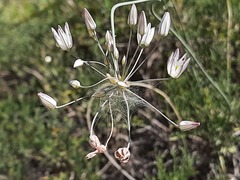Allium moschatum