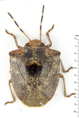 Cresphontes