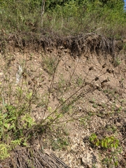 Centaurea orientalis