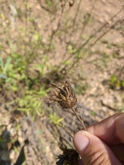 Centaurea orientalis