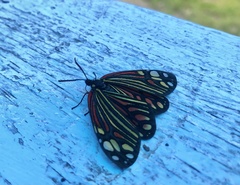 Campylotes histrionicus