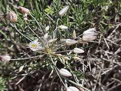 Allium moschatum