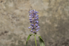 Agastache