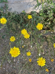Crepis setosa