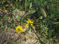 Crepis setosa