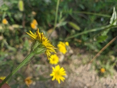 Crepis setosa