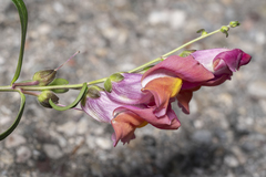 Antirrhinum majus