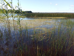 Sparganium × longifolium
